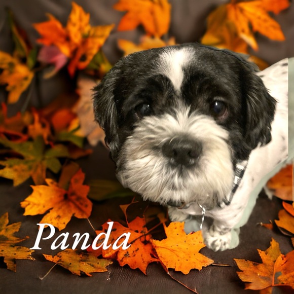 Meet your Posher, Christine - Picture 2 of 6